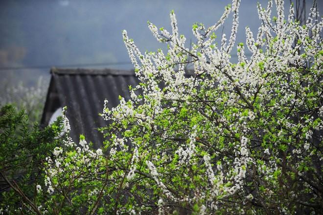 Moc Chau- a plateau of flowers - ảnh 2